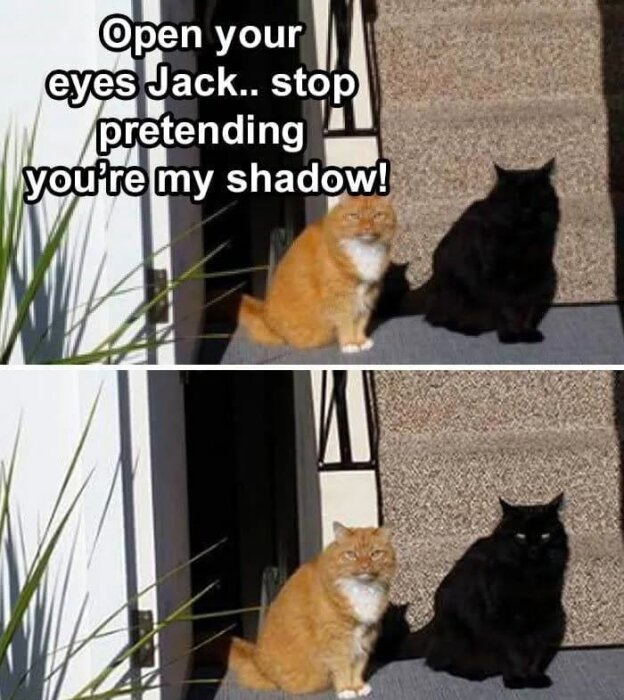 Två katter vid en trappa, en orange och en svart. Toppen av bilden har text "Open your eyes Jack.. stop pretending you're my shadow!".