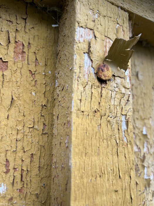 Rostig spik i gammalt trä med flagande gul färg, möjligtvis en klippspik från hus byggt 1944.