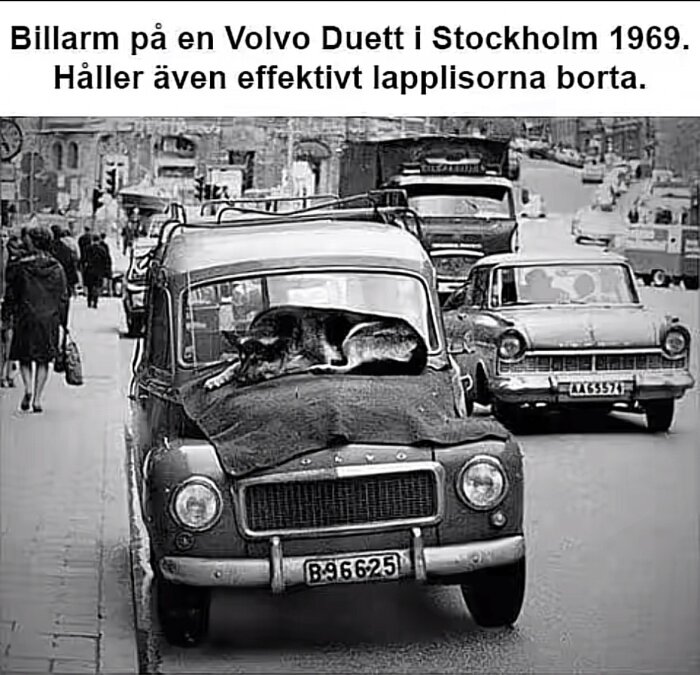 Hund ligger på motorhuven av en Volvo Duett i Stockholm år 1969, omgiven av stadsfolk och bilar.