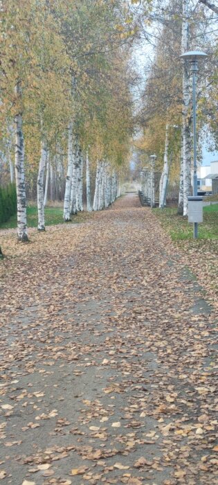 En lövtäckt grusväg kantad av björkträd med gula höstlöv och gatlyktor, sedd i en allé som sträcker sig bort till horisonten.
