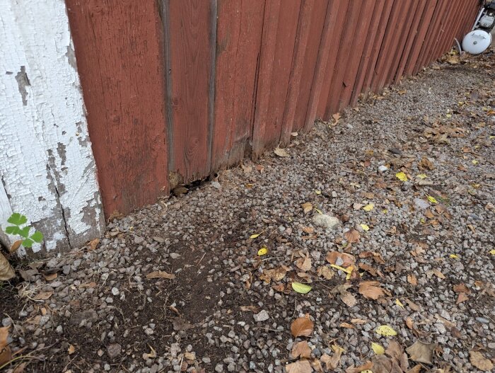 Röd husvägg med skadad panel nära marken, omgiven av singel och höstlöv. Husets grund är en torpargrund, nära infart och parkering.