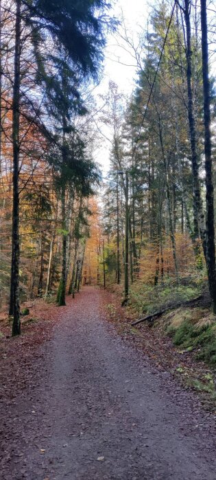 Skogsstig omgiven av höstfärgade träd längs ett eljusspår under en solig dag.