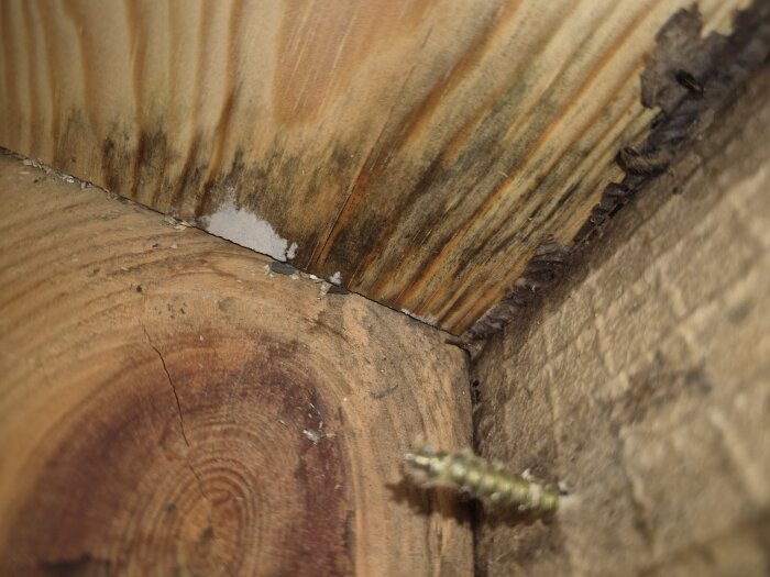 Mögelpåväxt synlig på reglar och vägg i ett fuktskadat område i ett byggprojekt.