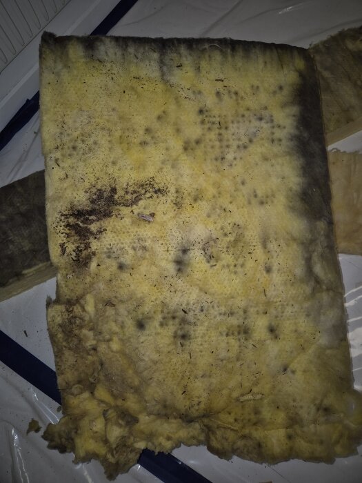 Gul isolering med svart mögelpåväxt och missfärgningar, del av en fuktskada nära ett fönster i ett renoveringsprojekt.