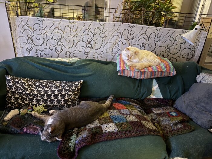 Två katter ligger på en soffa; en grå katt sover på en filt och en ljus katt vilar på en kudde.
