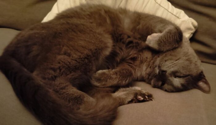 En grå katt sover på en soffa, ihopkrupen med tassarna uppåt.