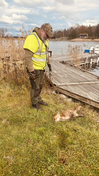 Viltvårdare i reflexväst bredvid en rävunge med skabb, liggande på gräs nära brygga vid sjö.