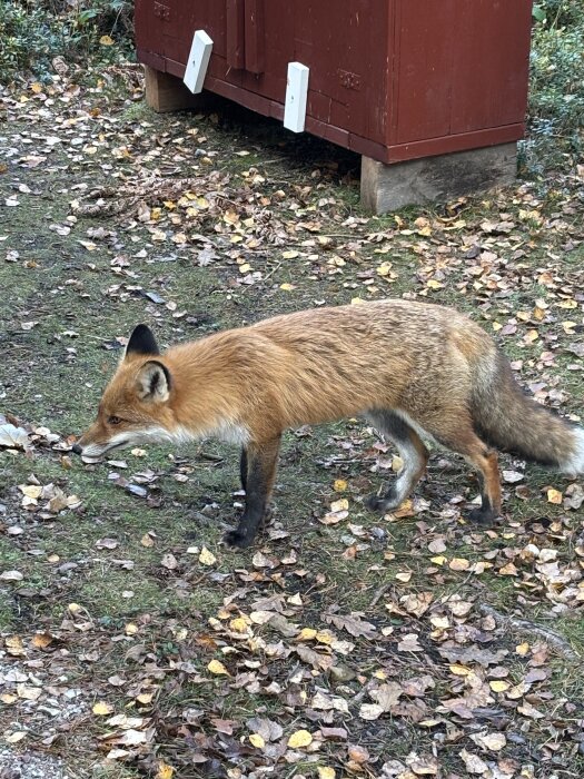 Räv som går på mark täckt av höstlöv, nära en röd träbyggnad.