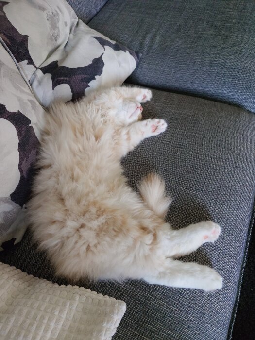 Ljus fluffig katt sover utspridd på en grå soffa med mönstrade kuddar.