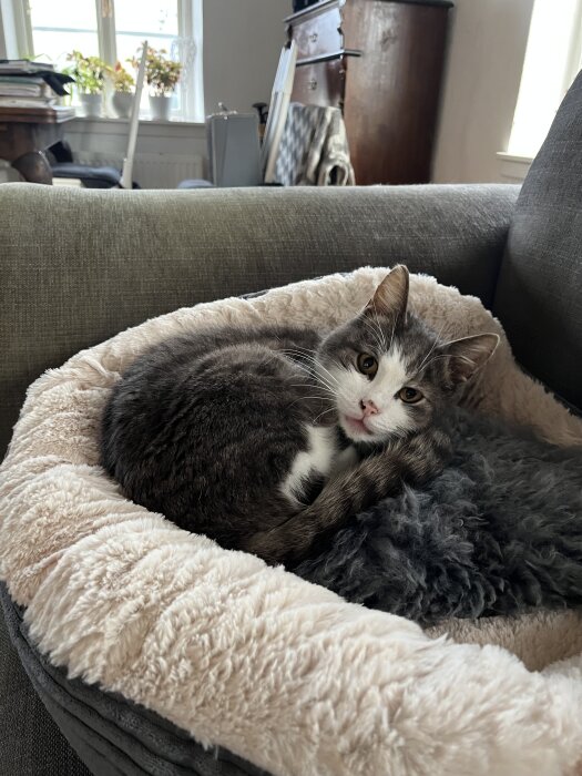 En katt ligger ihopkrupen i en fluffig, ny kattbädd med fårskinn inuti, placerad på en soffa.