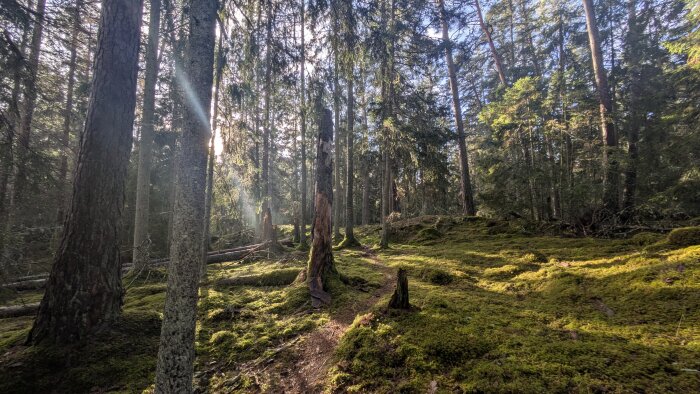 Skogsmiljö med höga barrträd, solstrålar som lyser genom grenarna och en stig som slingrar sig över marken täckt av mossa.
