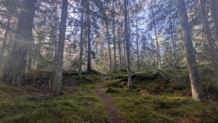 Mossbelagd stig genom en tät skog med höga träd och solljus som skiner genom grenarna i en lugn skogslandskap.