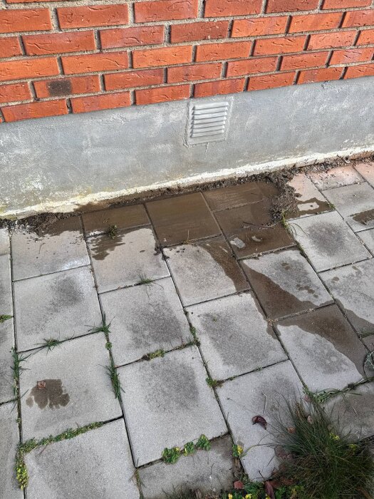 Fuktiga stenplattor nära husvägg med ventilation; indikation på vattenläcka från dräneringssystemet. Gräs växer mellan plattorna.