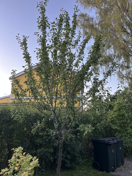 Plommonträd framför gul byggnad, omgiven av buskar med två svarta soptunnor i närheten.