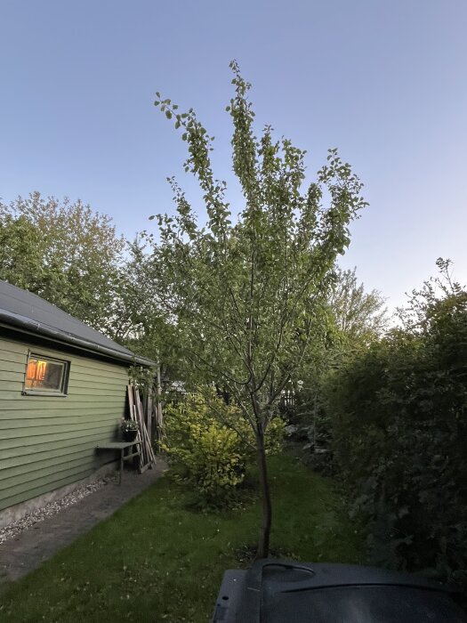 Plommonträd i trädgård bredvid grön byggnad, redo för beskärning första gången efter fem-sex års tillväxt.