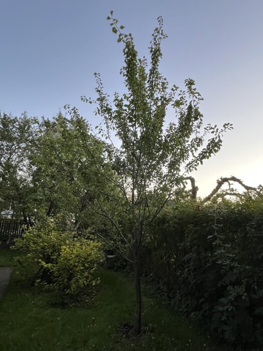 Plommonträd i trädgård, redo för beskäring, med tätt lövverk och några utstickande grenar.