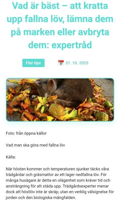 Grå katt sover på en hög med färgglada höstlöv.
