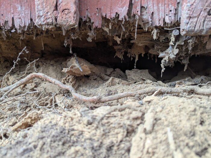 Rötskadad husvägg med nedrasat trä och synliga rötter i marken, visar behov av reparation och dränering enligt text.