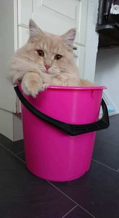 En fluffig katt ligger i en rosa plasthink och tittar mot kameran.