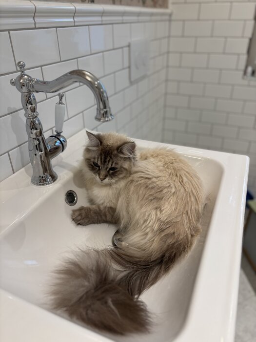 Katten ligger i ett vitt handfat i ett delvis renoverat badrum med vita kakelväggar och en kromad kran.