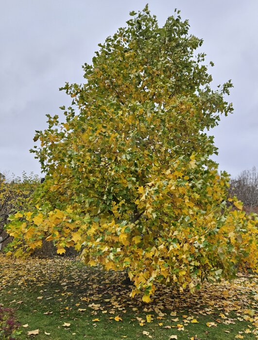 Tulpanträd med gulnande löv, några tappar till marken, mot en grå himmel.