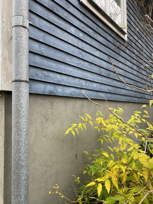 Blå träfasad, grå betonggrund och gulnande buskar. Rör synligt till vänster; väggen verkar i gott skick enligt inlägget.