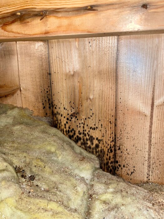 Svartmögel på träpanel i hörnet av ett hobbyrum, bredvid gul isolering, visar mögelbildning och fuktskador i oisolerat garage.