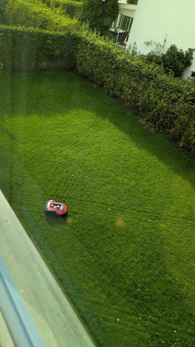 Robotgräsklippare i arbete på en välskött gräsmatta omgiven av en hög häck.