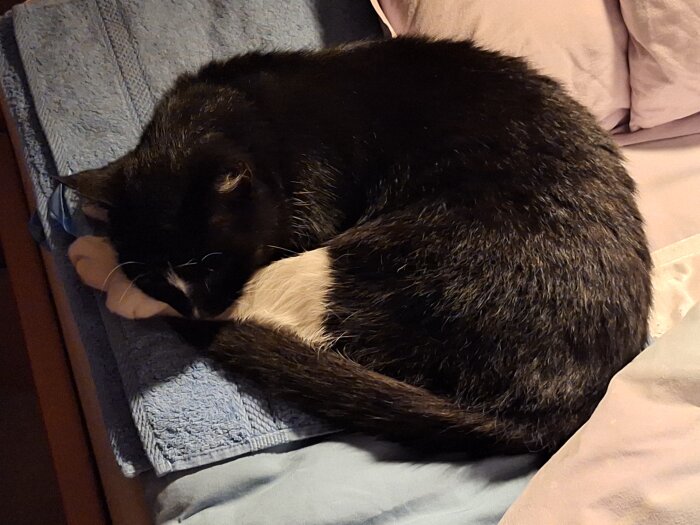 Svartvit katt sover ihopkrupen på en säng med blå handdukar och rosa kuddar.