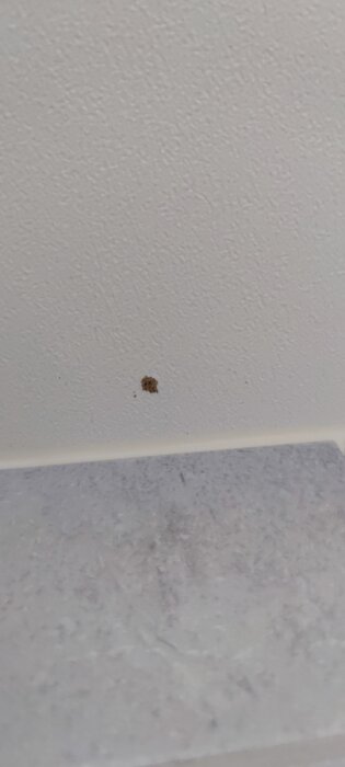 Brun fläck på ett vitt innertak i badrum, nära en ljusgrå vägg.