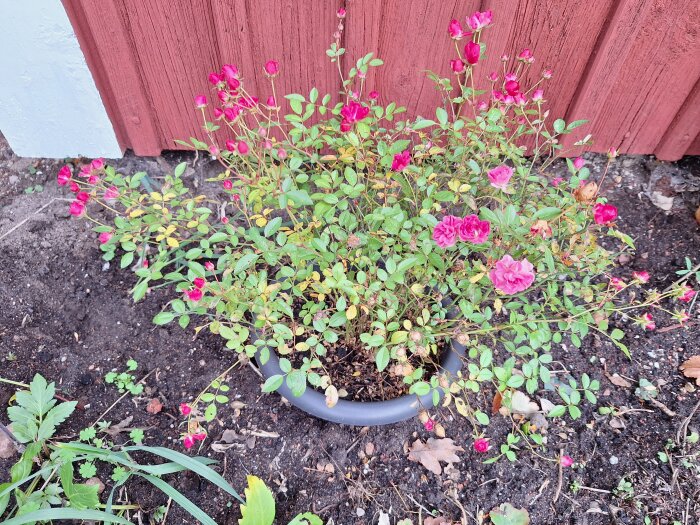 Minirosor i en kruka vid en röd vägg, omgivna av jord. Blommorna har klippts ner och fått gödsel inför hösten.
