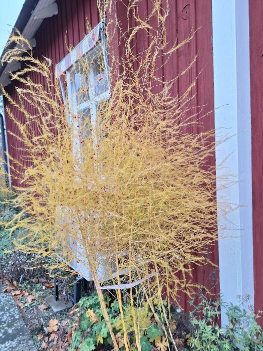 Gul sparrisväxt bredvid röd träbyggnad med fönster och höstlöv runt omkring.
