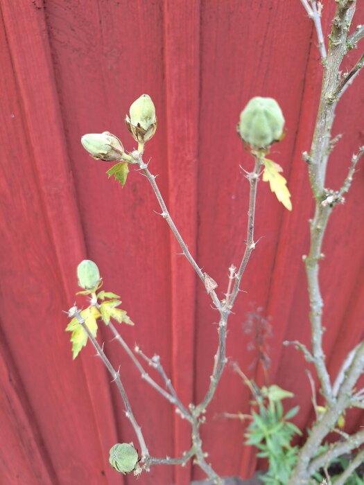 Hibiskusgren med frökapslar mot röd bakgrund, vissna blad syns.