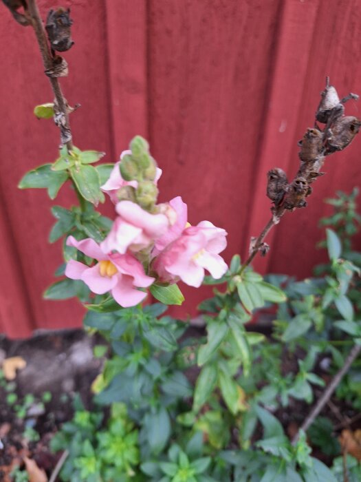 Rosa lejongap blommar framför en röd trävägg, med grönt lövverk och vissna kvistar synliga.