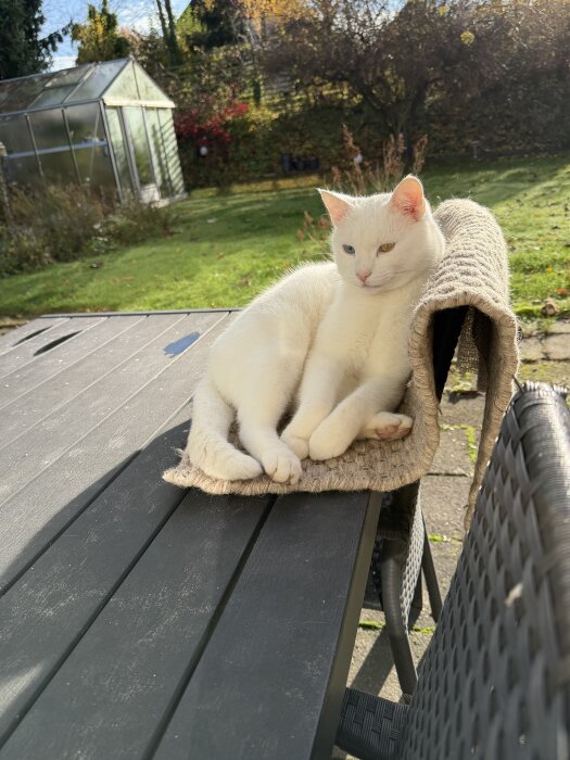 Vit katt ligger på en matta i solen utomhus, på ett bord med trädgårdsbakgrund och växthus synligt i hörnet.