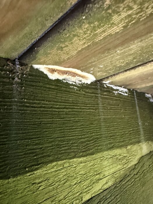 Träpanel med fläck av vit svamp eller mögel upptill på en grönmålad yta.