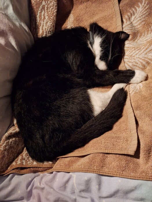 Svartvit katt sover hopkurad på en brun filt inomhus.