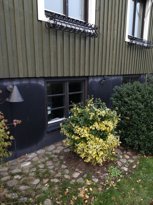 Fuktiga fläckar och mindre sprickor på suterrängens yttervägg med gul buske framför.