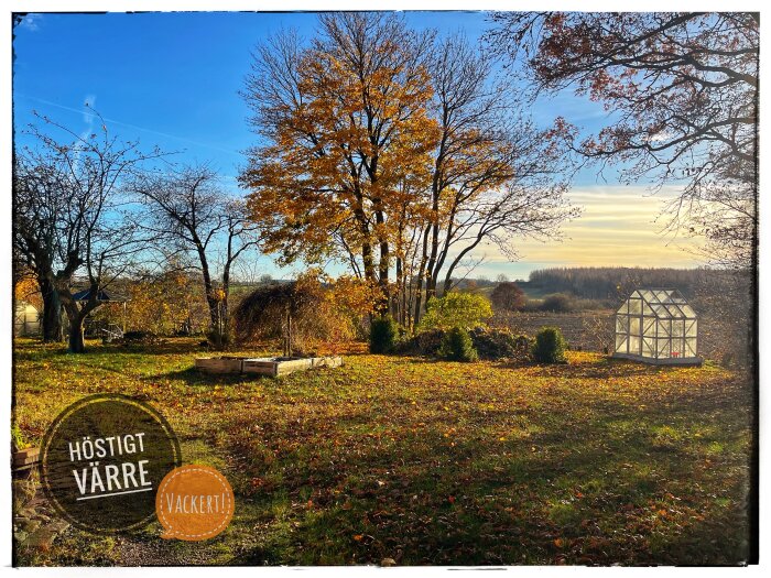 Höstlandskap med träd i gyllene lövverk, ett fält i bakgrunden och ett litet växthus; texten "Höstigt värre" och "Vackert!" syns på bilden.