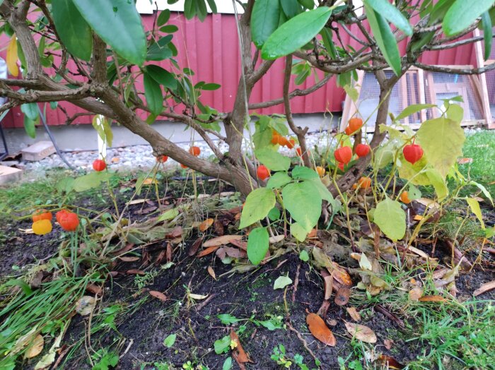 Flera kinesiska lyktor (Physalis) under en rododendron i en trädgård, med röda bär och gröna blad.