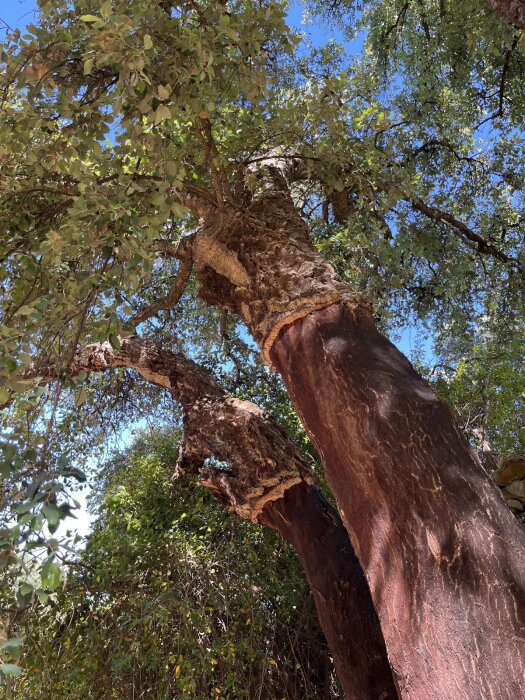 Korkträd med skrovlig bark och gröna löv, fotograferat från marken under ett soligt himmel.