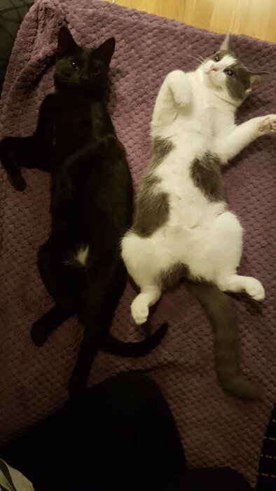 Två katter som ligger på rygg på en lila filt, en svart och en vitgrå, med tassarna upp i en avslappnad pose.