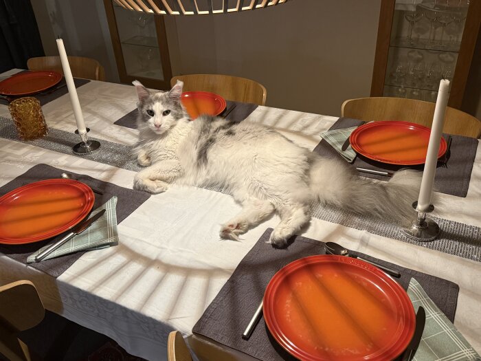 Katt ligger på dukat matbord med röd tallrik, bestick och ljus.
