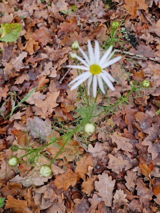 Vit blomma med gul mitt på en planta omgiven av vissna löv på marken.