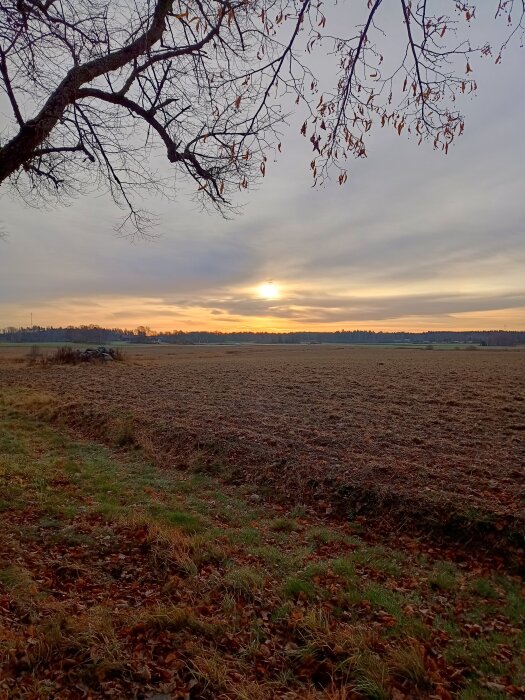 Ett öppet landskap en tidig novembermorgon, med ett trädgren i förgrunden och en soluppgång i horisonten.