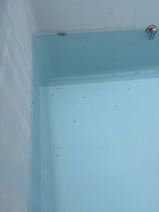 Insekter i botten av en pool med ljusblå insida.