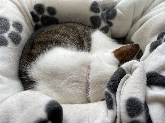 Katt ligger ihopkrupen på en filt med tassmönster.