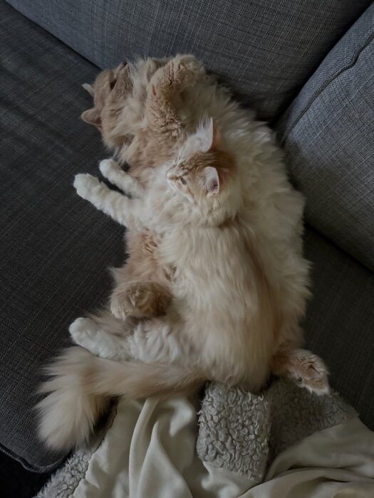 Fluffiga katter ligger tätt ihop på en grå soffa, ser avslappnade och trygga ut.