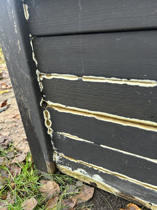 Mögel eller svamp på en svart träodlingslåda, med gulaktiga tillväxter längs fogarna nära marken.