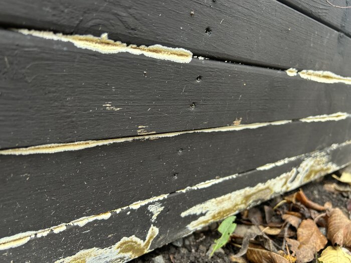 Svampväxt på svartmålad träyta av odlingslåda, omgiven av vissna löv.